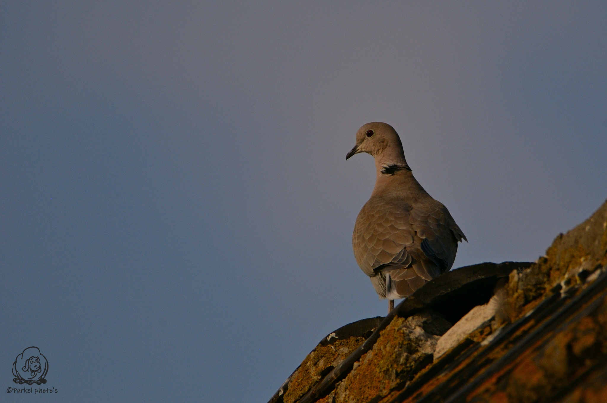 220902_UilStompwijk-013.JPG